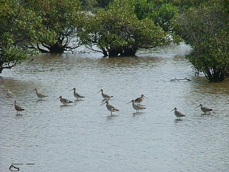 Vườn quốc gia Xuân Thủy, nơi đất lành chim đậu - ảnh 2